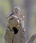 Tree Swallow 1386